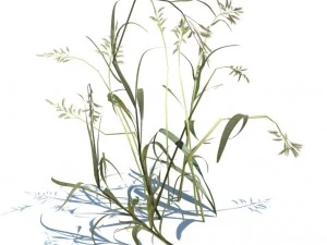 nature collection 3D Model