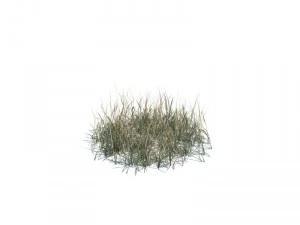 nature collection 3D Model