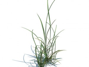 nature collection 3D 模型