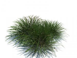 nature collection 3D Model