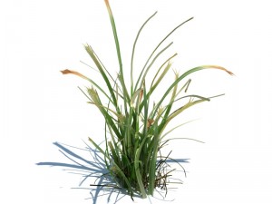 nature collection 3D 模型