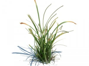 nature collection 3D Model