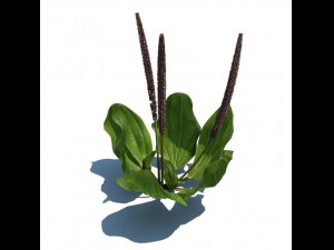 nature collection 3D 模型