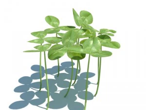 nature collection 3D Model