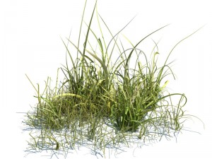 nature collection 3D 模型