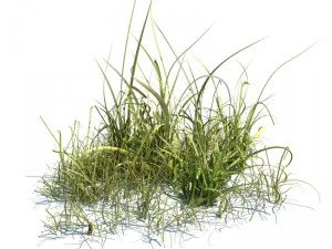 nature collection 3D Model