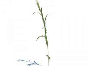 nature collection 3D Model