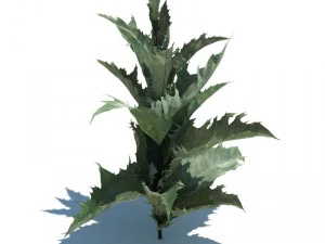 nature collection 3D Model