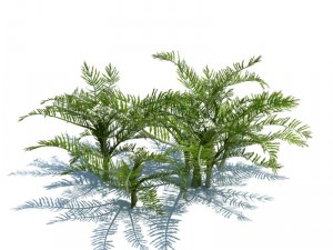 nature collection 3D 模型