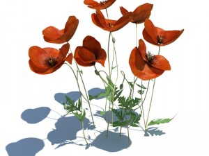 nature collection 3D 模型