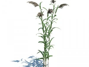 nature collection 3D Model