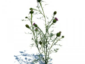 nature collection 3D Model