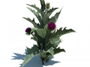 nature collection 3D Model