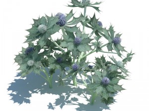 nature collection 3D 模型