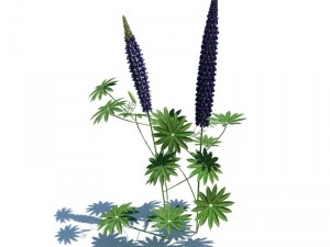 nature collection 3D 模型