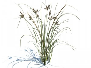 nature collection 3D 模型