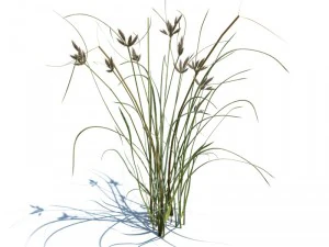 nature collection 3D Model
