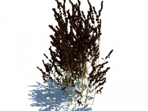 nature collection 3D 模型