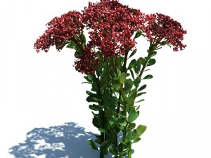 nature collection 3D 模型