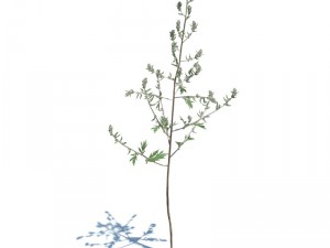 nature collection 3D 模型