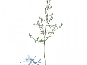 nature collection 3D Model
