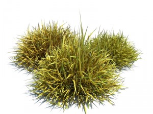 nature collection 3D 模型