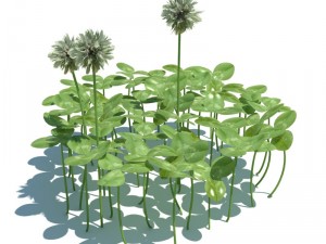 nature collection 3D 模型