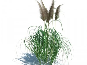 nature collection 3D 模型