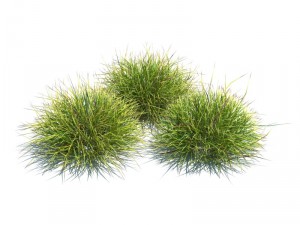 nature collection 3D 模型