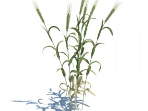 nature collection 3D 模型