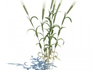 nature collection 3D Model
