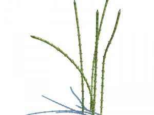 nature collection 3D Model