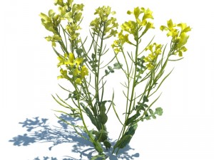 nature collection 3D 模型