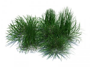 nature collection 3D 模型