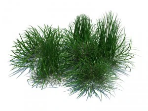 nature collection 3D Model