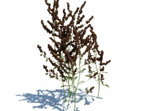 nature collection 3D 模型