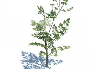 nature collection 3D 模型