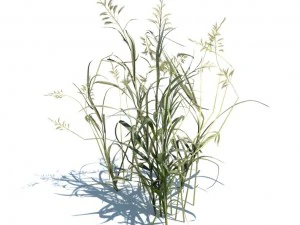 nature collection 3D Model