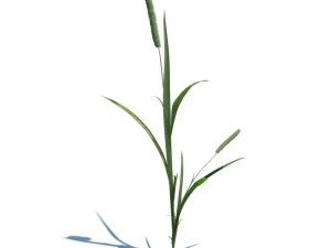 nature collection 3D Model