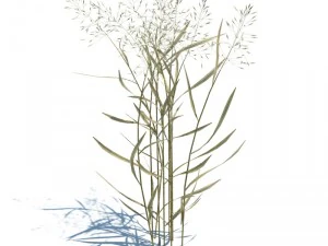 nature collection 3D Model