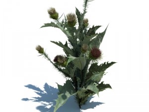 nature collection 3D 模型