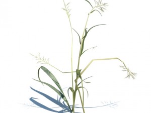 nature collection 3D 模型