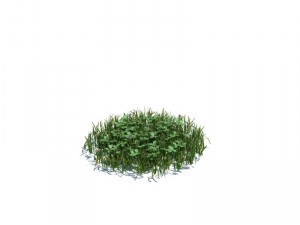 nature collection 3D 模型