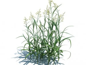 nature collection 3D Model