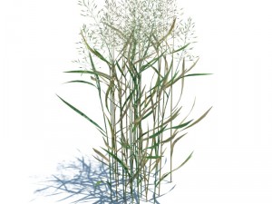 nature collection 3D 模型
