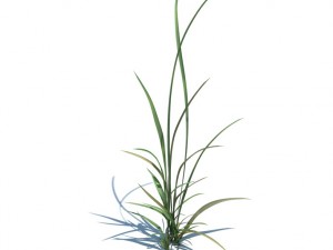 nature collection 3D 模型