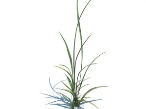 nature collection 3D Model