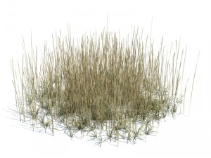 nature collection 3D 模型
