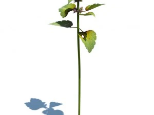 nature collection 3D Model