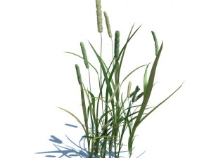 nature collection 3D 模型